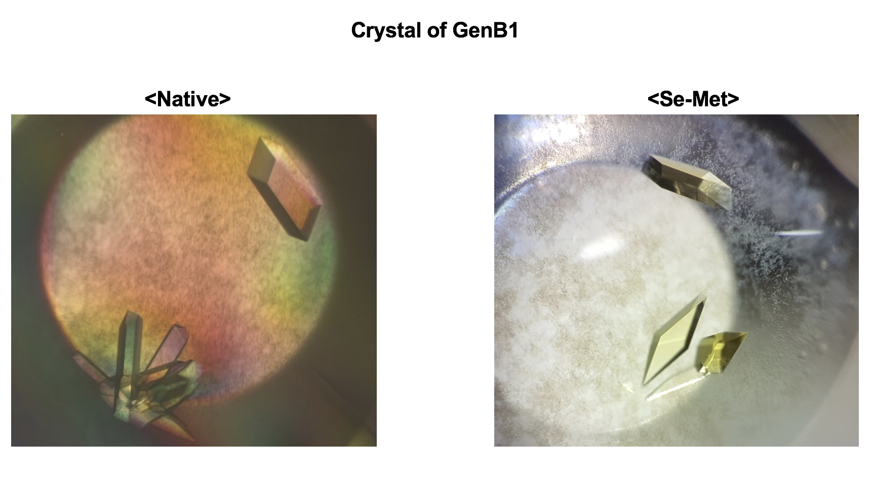 Crystal of GenB