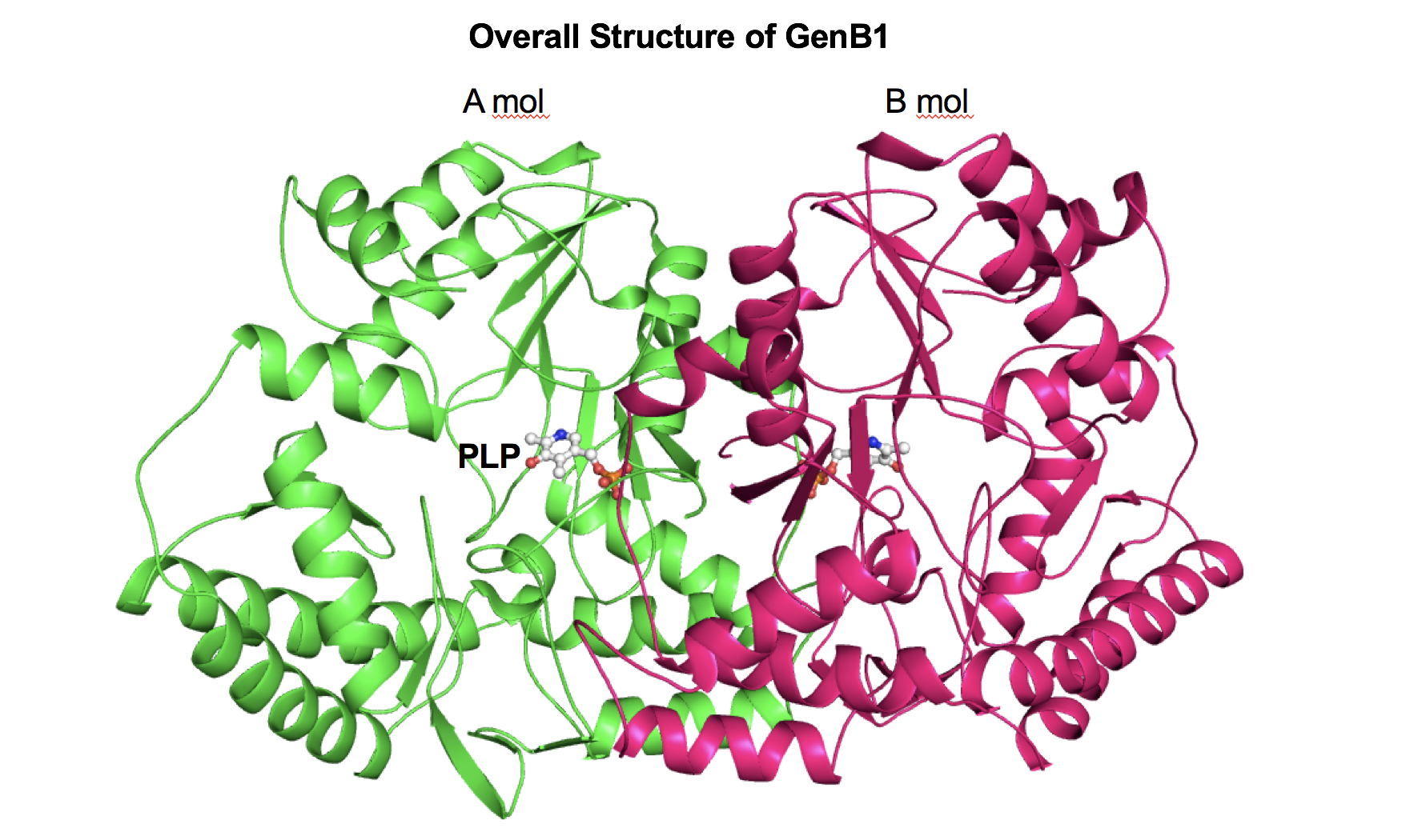 Structure of GenB