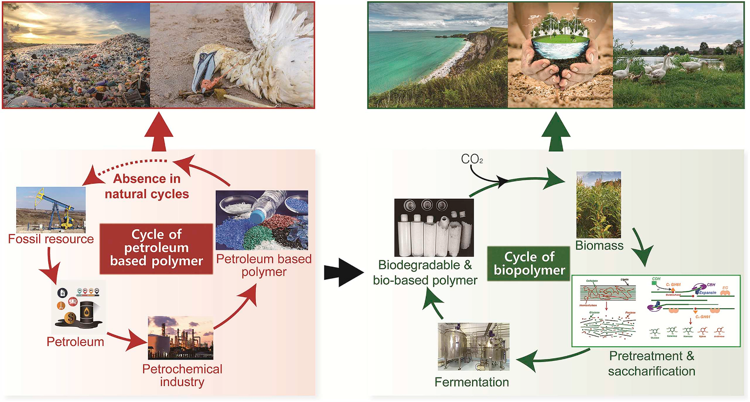 Life cycle of Petroleum-based plastics and biopolymers