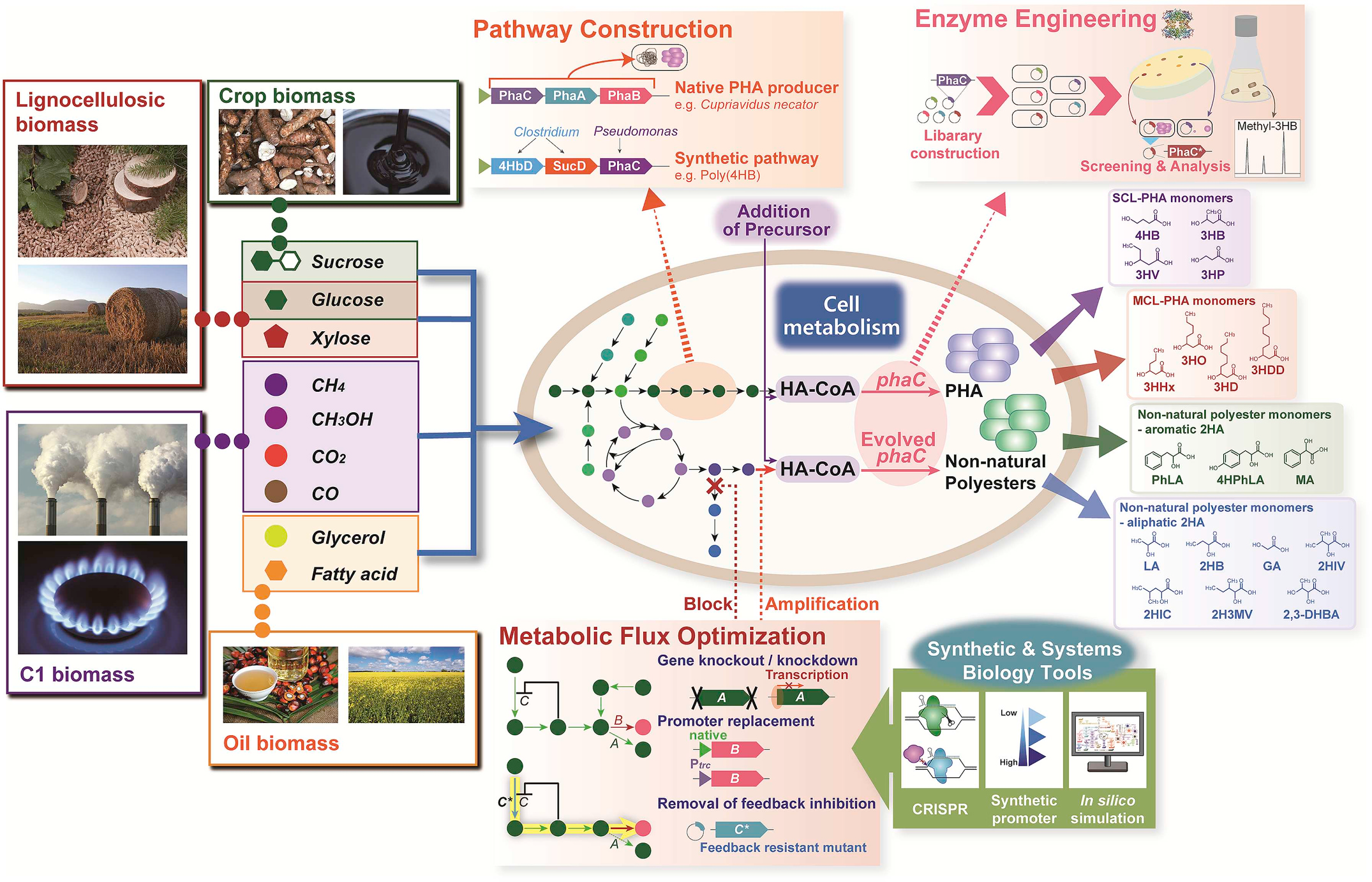 Engineering strategies for the production of PHAs and non-natural microbial polyesters from various renewable feedstocks