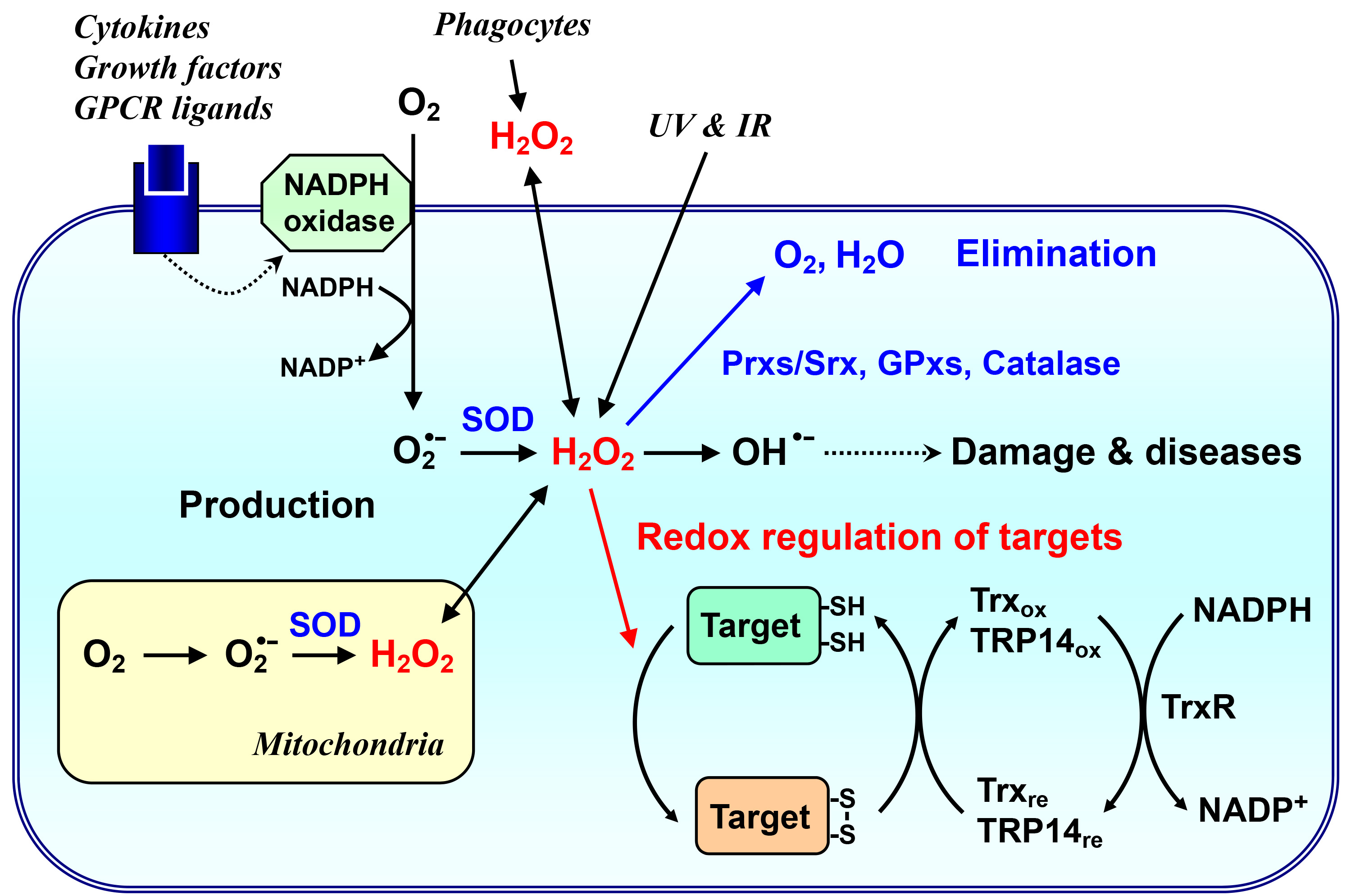 그림1. 세포 내 활성산소의 생성, 제거 및 작용표적