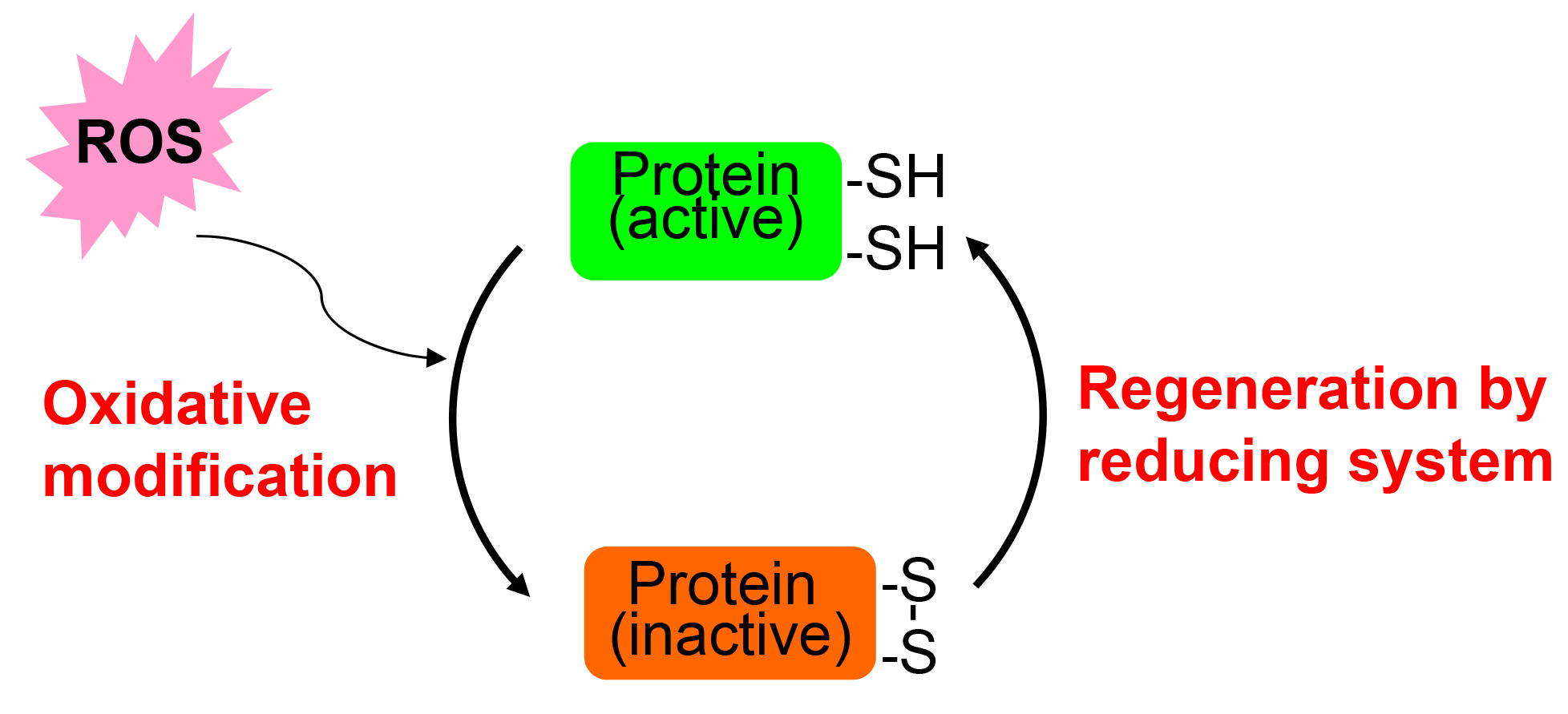 그림2. Proposed cyclic on-off switch of ROS-mediated signaling