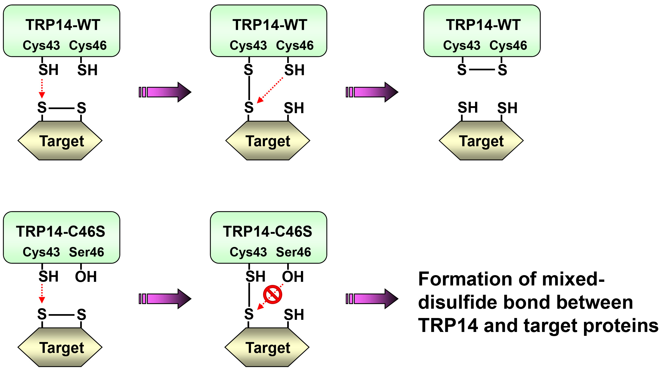 그림3. The strategy for trapping TRP14 substrates based on its reaction mechanism