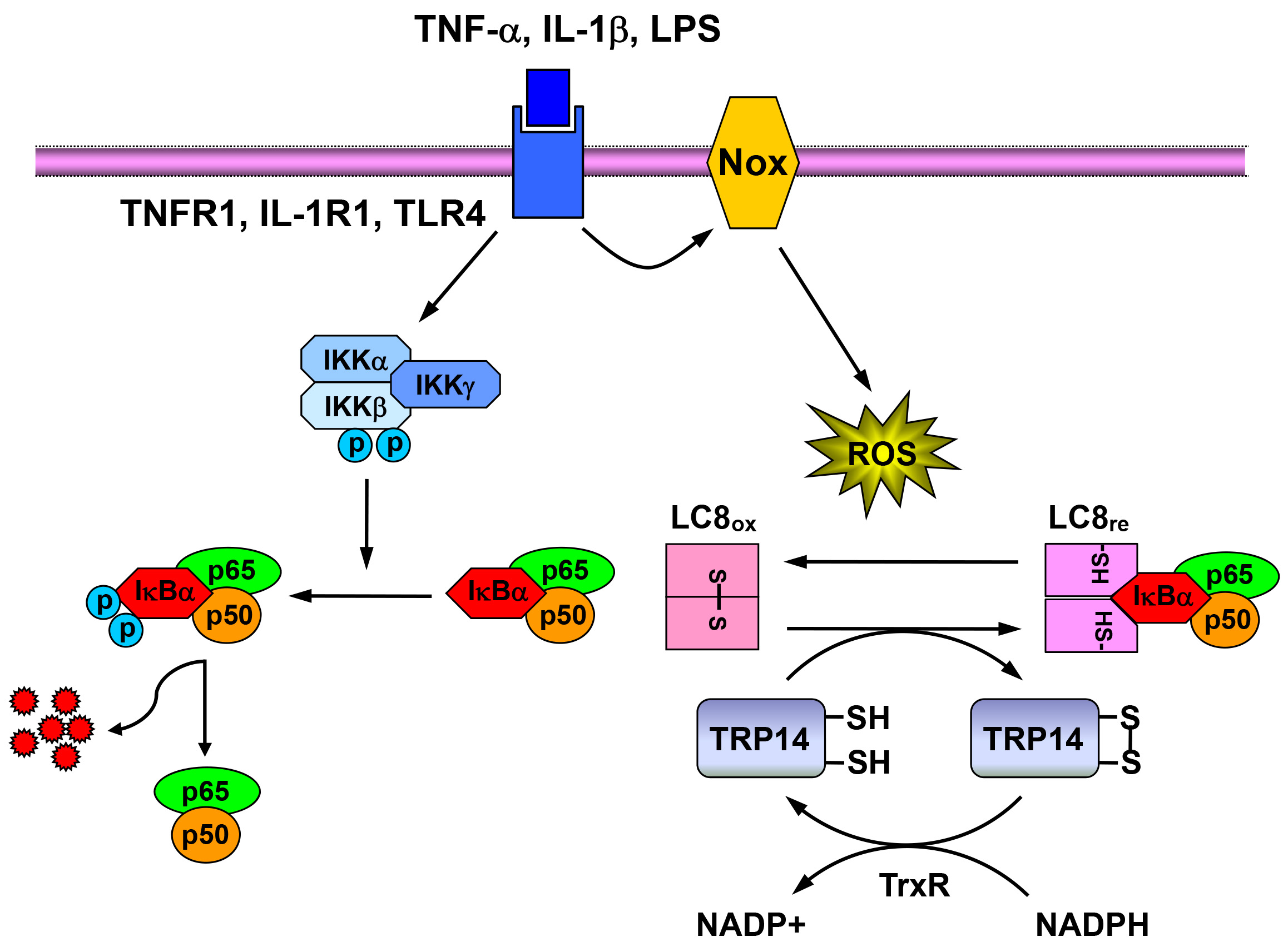 그림4. Redox regulation of NFκB by LC8, a redox-sensitive NFκB inhibitor