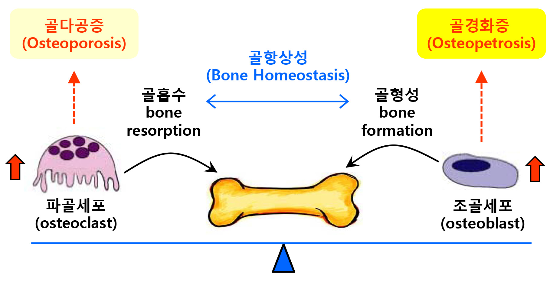 그림 5. Bone remodeling and bone homeostasis