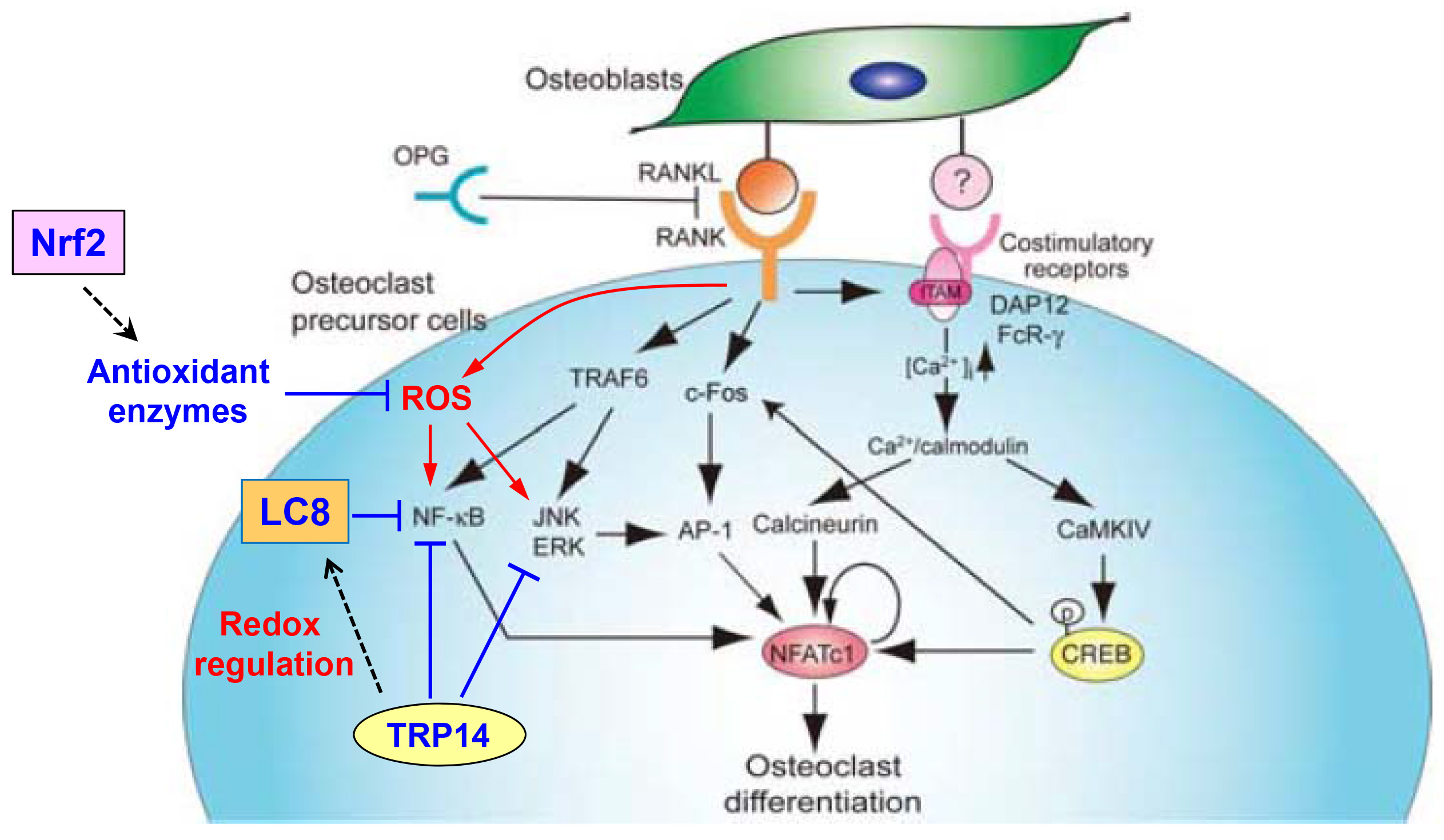 그림 6. Signal transduction and ROS generation during osteoclast differentiation