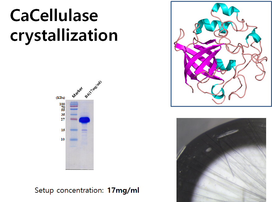 CaCellulase